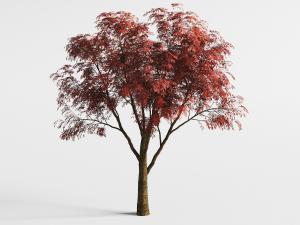 红叶景观树木
