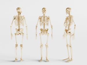 医学人体骨骼骨架医疗器械教学标本3d模型 医学人体骨骼骨架医疗器械教学标本