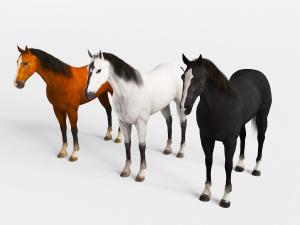 三匹不同颜色的马动物