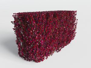 长满红色叶片的长方形植物墙