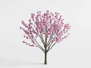 开满粉色花朵的景观树木