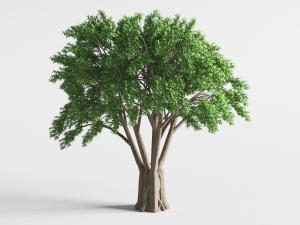 一棵高大耸立的老树