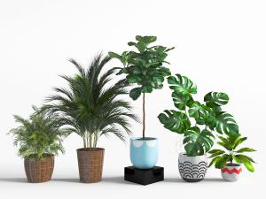 东南亚藤编花盆盆栽植物