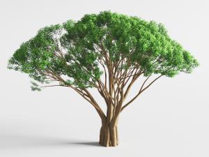 一棵枝杈繁多的老树古树