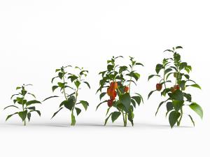 辣椒农作物花草植物