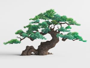 一棵弯曲粗壮的松树