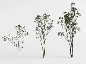 三棵分杈的小树