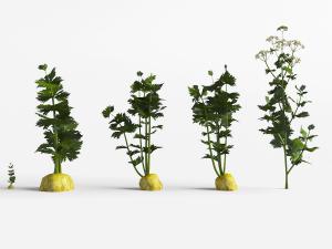 几颗长出地面的萝卜花草植物