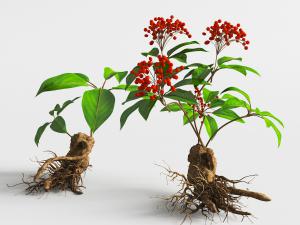 人参根茎花植物