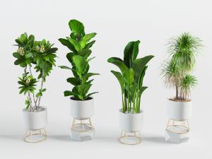 北欧白色花盆盆栽植物