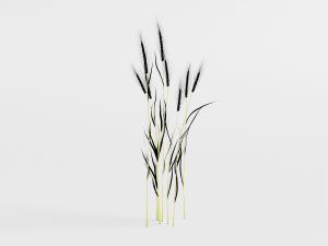 结果穗的麦苗农作物花草植物