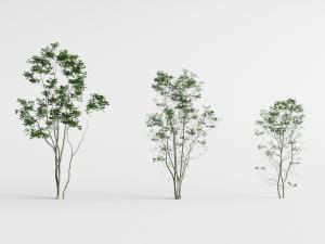 三棵大小不等的景观树木