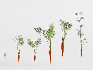 大小不等的胡萝卜根茎植物