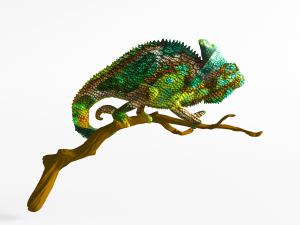 树枝上的变色龙动物