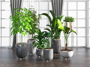 现代陶瓷花盆盆栽植物