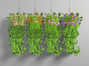 开满花朵的吊篮植物3d模型 开满花朵的吊篮植物