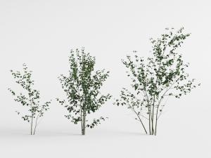 三棵绿色树叶的小树