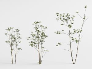 三棵枝叶稀疏的道旁树木