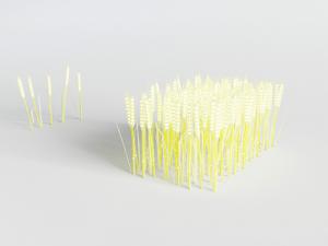 方形结麦穗的麦田花草植物