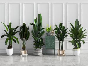 白色陶瓷绿色大叶植物盆景盆栽