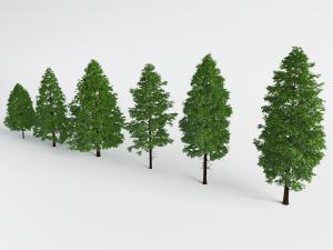 三角形的松树道旁树木