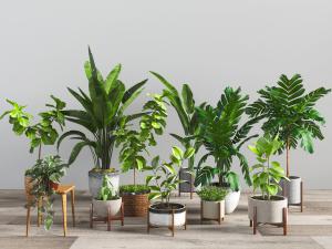 北欧水泥花盆盆栽植物