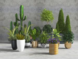 北欧现代花盆盆栽观赏植物