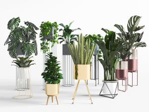 北欧金色盆栽植物