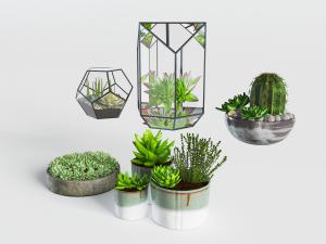 多肉植物盆栽植物