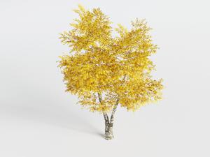 黄叶子的景观树木