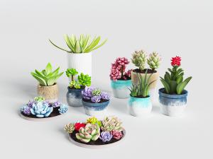 现代多肉盆栽植物