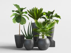 黑色陶瓷花盆盆栽植物