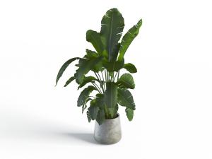 水泥花盆的盆栽植物