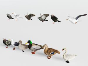 鸽子、鸭子和鹅家禽动物