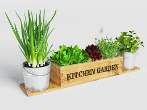 实木花盆和金属桶盆栽植物