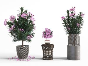 开着鲜花的陶瓷盆栽植物