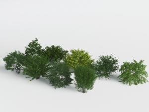 低矮的常绿灌木丛