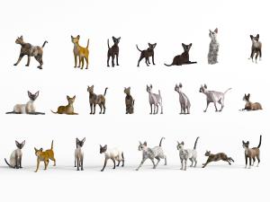 不同姿态品种的动物猫