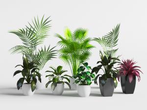 现代陶瓷黑白花盆盆栽植物