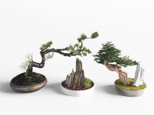 中式松树盆景盆栽