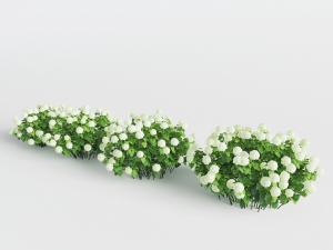 开着白色花朵的花草植物