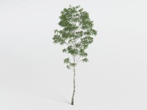 一棵高耸的绿色树叶景观树木