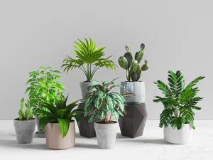 现代绿色植物盆景盆栽