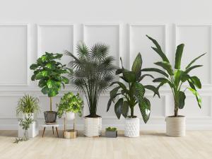 北欧室内盆景盆栽