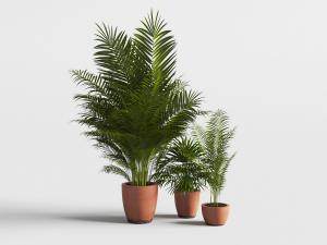 红色土陶花盆盆栽植物