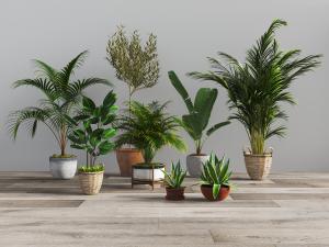 藤编花盆盆栽植物