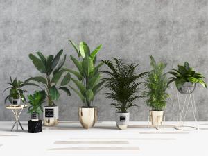 现代轻奢花盆盆栽植物