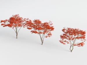 几棵红色枫叶的景观树木