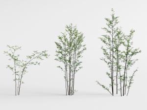 三颗很细的小树