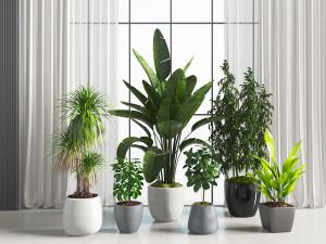 现代大型植物盆栽植物